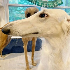 Dj Borzoi