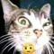 🤨_Katze_🤨