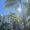 peacockmiami