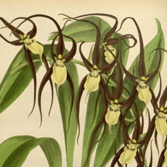 orchid garden
