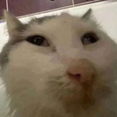Up Cat