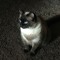 CATSAGAS