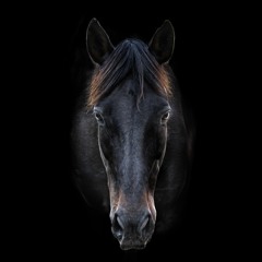 reiten schwimmen lesen