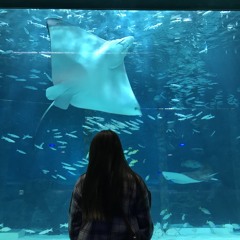 zoheezoo