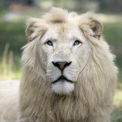 lionjosh