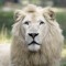 lionjosh