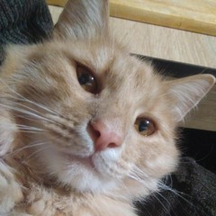 Sammy