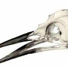 seagullJAW