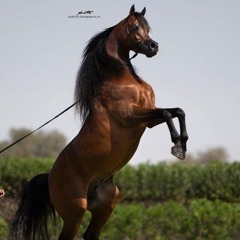 mohamed samy