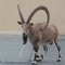 thegoat