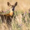 LovelyFawns