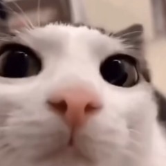 mio