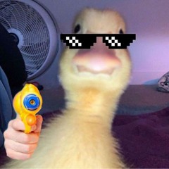 kokinootz