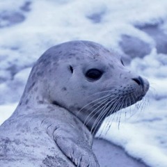 thegenericseal
