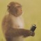 little monkey