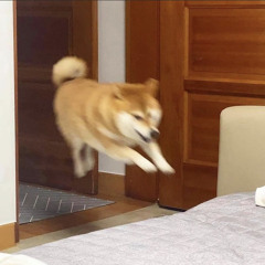 basaaa
