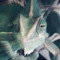 chameleghost