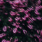 BELLIS