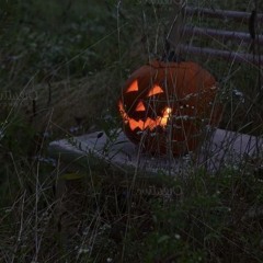 i was born in a pumpkin patch