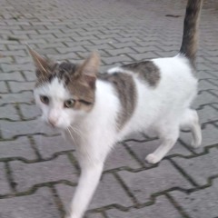 norsia