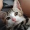 Dj Cat