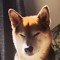 Mr_Shiba_Inu