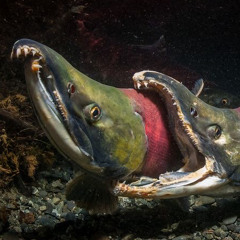 omnivore