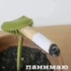Sbinnato