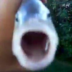 Killer Fish from San Diego