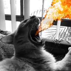 Red Hot Dumpster Love