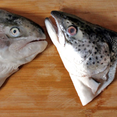 Silver Lined Fish Heads