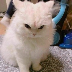 angrykitty
