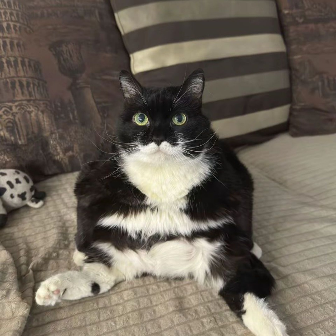 ♡♡ ADIDAS X CIVILIST_ZX6001 B :::CRYSTAL WHITE::: | SILO