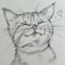 kedi