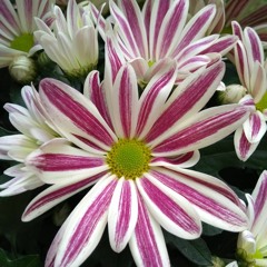 Flower Power