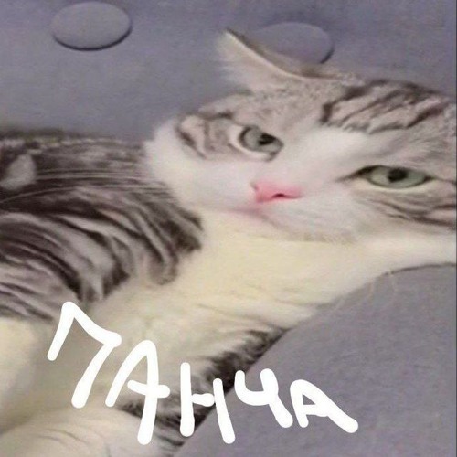 Толстый кот Панчан(1)