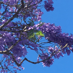 Alireza Ghorbani - Bitabi