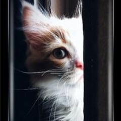 ياسين السيد