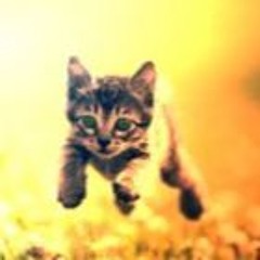 kittenbirthday