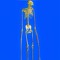 rich bones