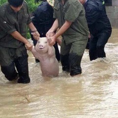 Mon Chien Est Parti À La Messe, Mais Je Peux Prendre Un Message Si Vous Voulez