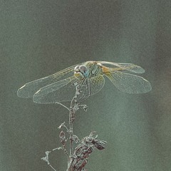 dilector