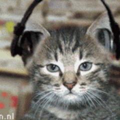 the_record store_cats