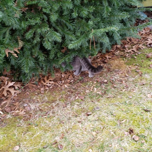 Streets of Rubble (Little Fairy)