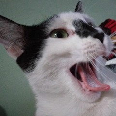 Pedro Paulo