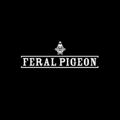 Feral Pigeon