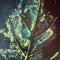 Aseed