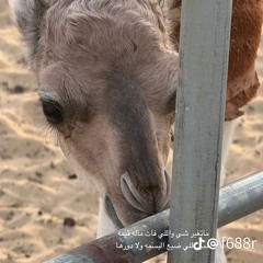 Ahmedy Al nuby