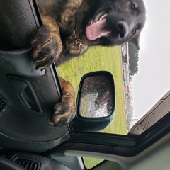 Lotus on Meadow Stream