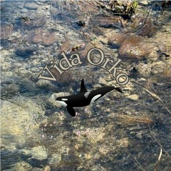 Vida Orko